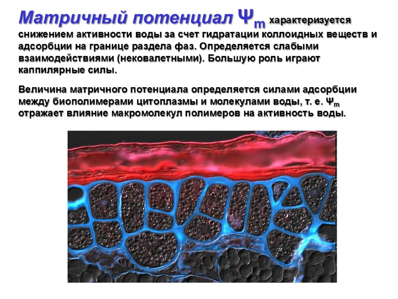 Матричный потенциал Ψm характеризуется снижением активности воды за счет гидратации коллоидных веществ и адсорбции